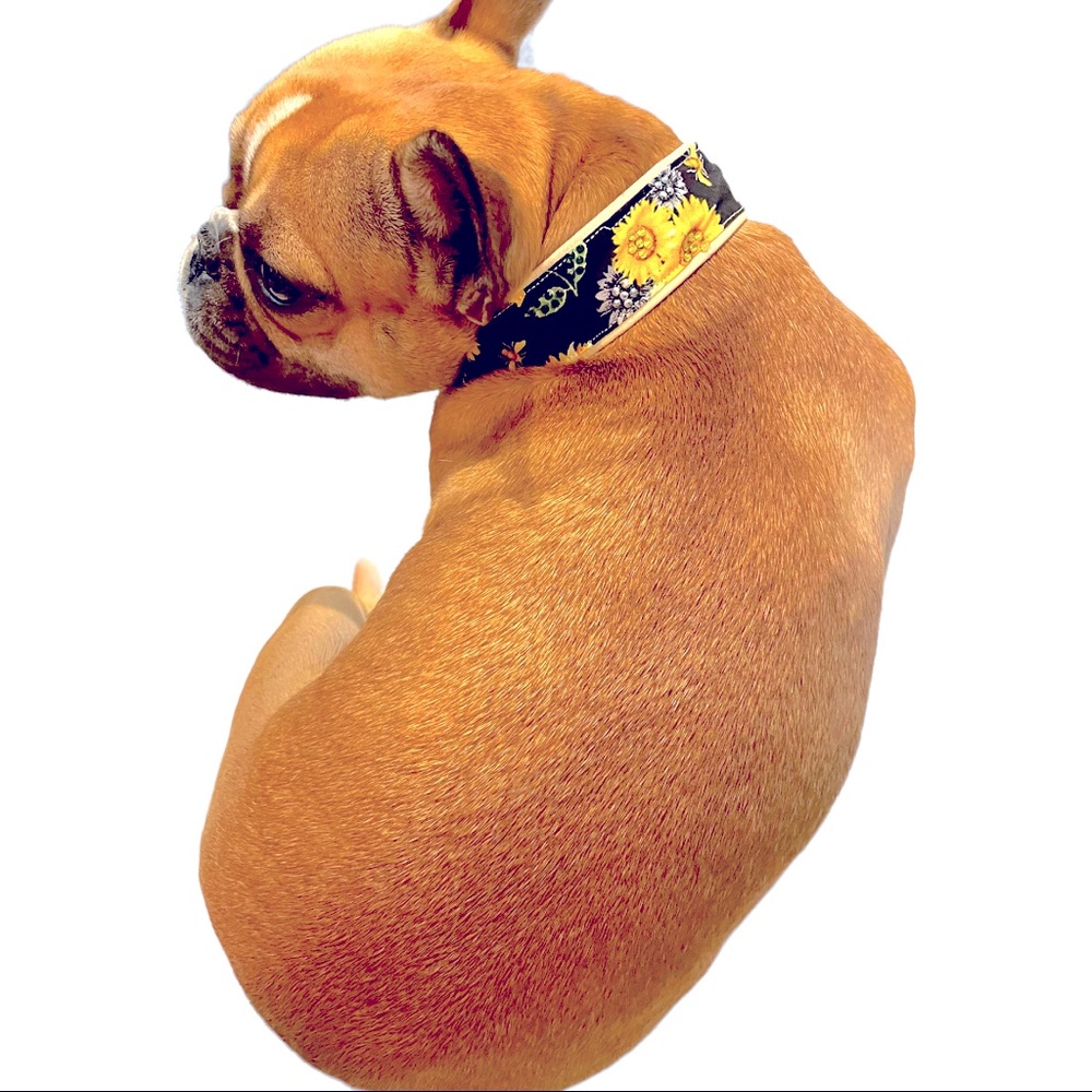 Chance of Sunshine collar